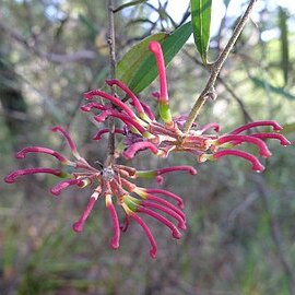 Grevillea diffusa unspecified picture