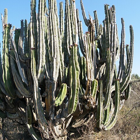 Isolatocereus dumortieri unspecified picture