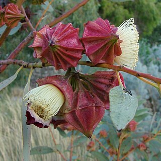 Eucalyptus kingsmillii subsp. kingsmillii unspecified picture