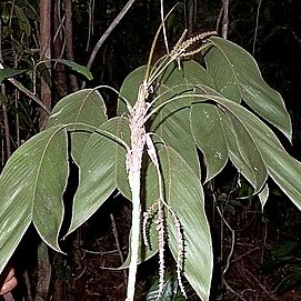 Geonoma pauciflora unspecified picture