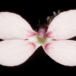 Stylidium marradongense unspecified picture