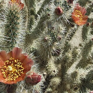 Cylindropuntia wolfii unspecified picture