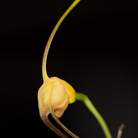 Masdevallia buccinator unspecified picture