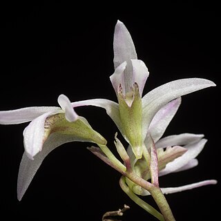 Dendrobium laterale unspecified picture