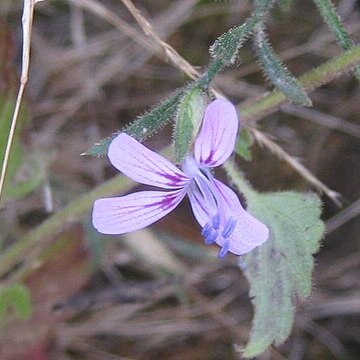 Loeselia glandulosa unspecified picture