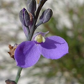 Comesperma defoliatum unspecified picture