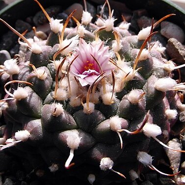 Turbinicarpus bonatzii unspecified picture