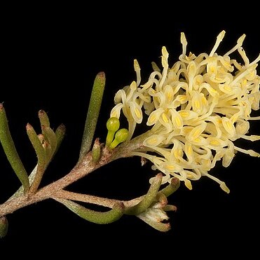 Grevillea incrassata unspecified picture