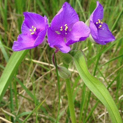 Tradescantia bracteata unspecified picture