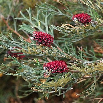 Grevillea beadleana unspecified picture