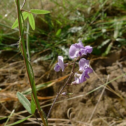 Glycine microphylla unspecified picture