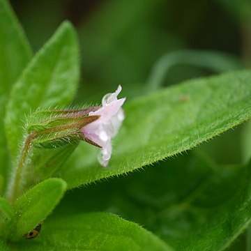 Trichodesma inaequale unspecified picture