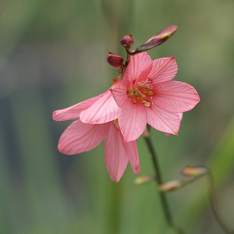 Tritonia disticha unspecified picture