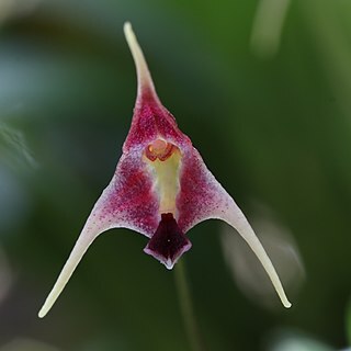 Porroglossum schramii unspecified picture