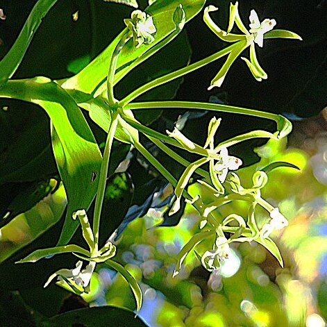 Epidendrum lacustre unspecified picture