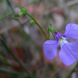 Lobelia andrewsii unspecified picture