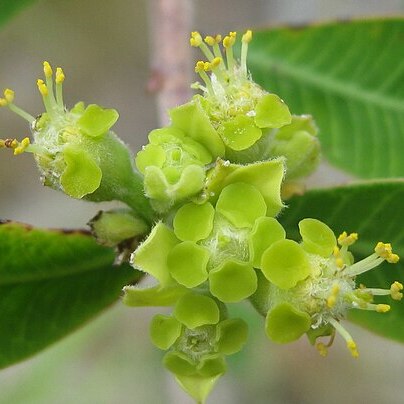 Euphorbia matabelensis unspecified picture