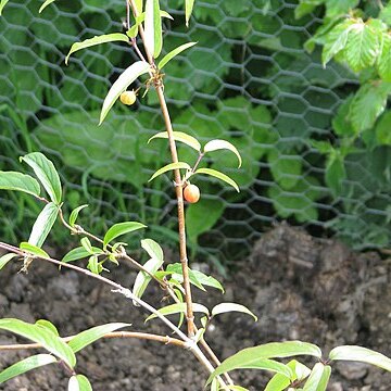 Lonicera standishii unspecified picture