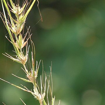 Pseudanthistiria heteroclita unspecified picture