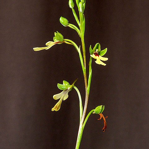 Cynorkis flexuosa unspecified picture