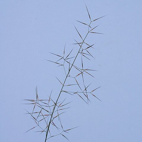 Aristida vagans unspecified picture