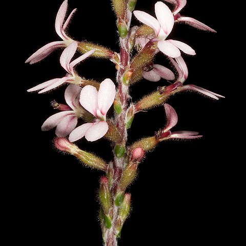 Stylidium marradongense unspecified picture