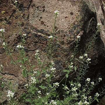 Halimolobos jaegeri unspecified picture