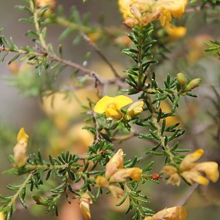 Pultenaea villosa unspecified picture