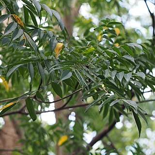 Toxicodendron sylvestre unspecified picture