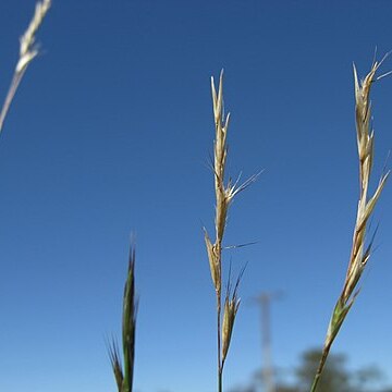 Rytidosperma racemosum unspecified picture