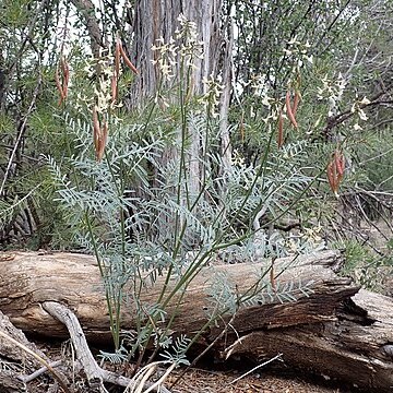 Astragalus schmolliae unspecified picture