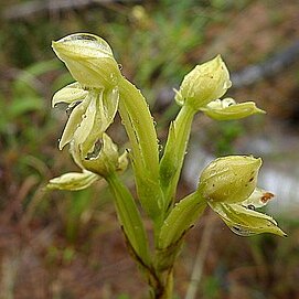 Habenaria pratensis unspecified picture