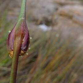 Chorizandra cymbaria unspecified picture