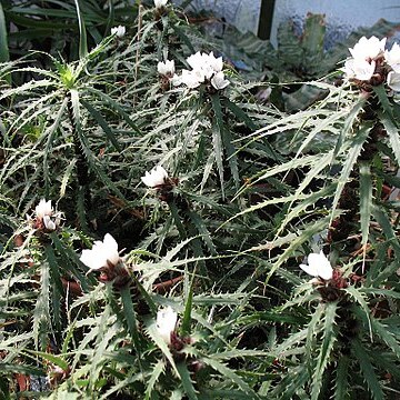 Cryptanthus microglazioui unspecified picture