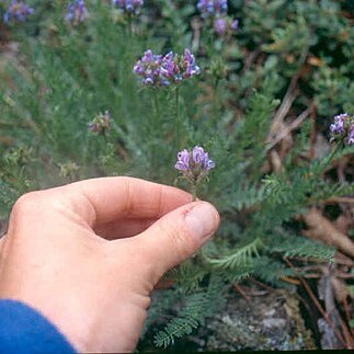 Oxytropis viscida unspecified picture