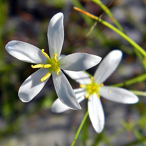 Sabatia brevifolia unspecified picture