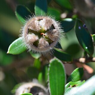 Leptospermum grandifolium unspecified picture