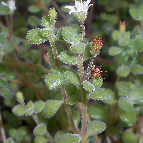 Crassula expansa subsp. fragilis unspecified picture