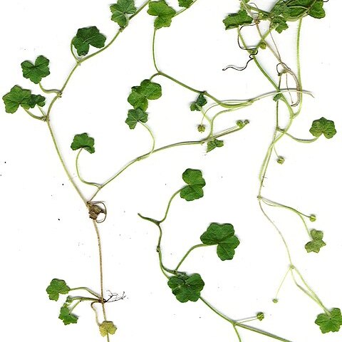 Hydrocotyle bowlesioides unspecified picture