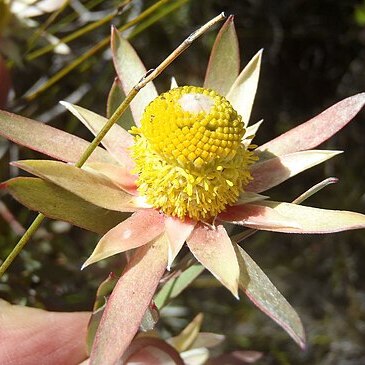 Leucadendron conicum unspecified picture