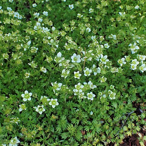 Saxifraga pseudolaevis unspecified picture