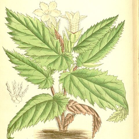 Begonia fulvovillosa unspecified picture