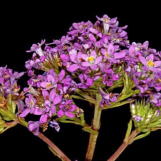 Pseudoselago verbenacea unspecified picture