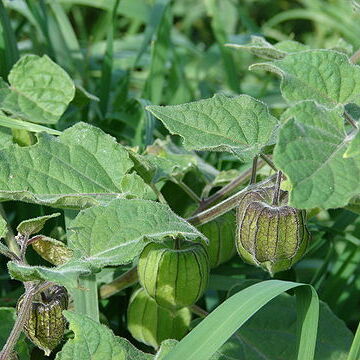 Physalis unspecified picture