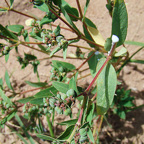 Euphorbia eichleri unspecified picture