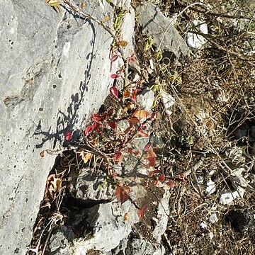 Fouquieria fasciculata unspecified picture