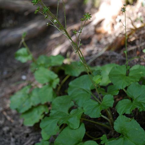 Adenocaulon himalaicum unspecified picture