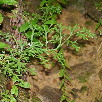 Selaginella doederleinii unspecified picture