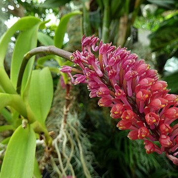 Robiquetia bertholdii unspecified picture