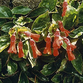 Ourisia ruellioides unspecified picture